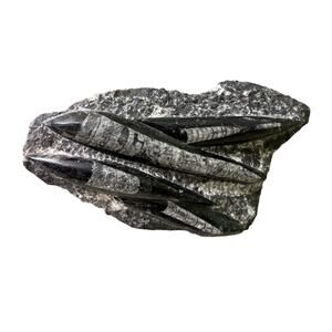 Orthoceras Squid Plate Plaque Sculpture Polished Free Standing 10" Home Decor